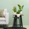 1-vaderdag-kamerplant-plant-cadeau-papa-leuk-plantje