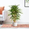120112-Bamboe-120cm-in-pot-Barletta-30x22cm