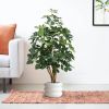 130312-Schefflera-Exotica-in-Barletta-30x22cm