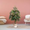 130312-Schefflera-Exotica-in-mand-Terima-Kasih-Lissabon-24cm