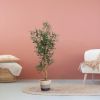 135012-Olijf-120cm-in-mand-Lissabon-24cm