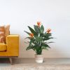 150512-Strelitzia-in-Mand-Lissabon-23cm