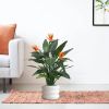 150512-Strelitzia-in-pot-Barletta-30x22cm