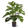 151105 Monstera-50cm-1