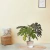 151108-Monstera-in-mand-Lissabon-24cm