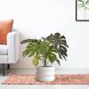 151108-Monstera-in-pot-Barletta-30x22cm