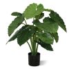 152008-Alocasia-Calidora-80-cm-1