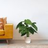 152008-Alocasia-Calidora-in-Mand-Lissabon-23cm