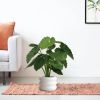 152008-Alocasia-Calidora-in-pot-Barletta-30x22cm
