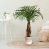 170112-Areca-Palm-in-mand-Lissabon-24cm