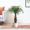 170112-Areca-Palm-in-pot-Barletta-30x22cm