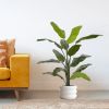 170713-Traveller-palm-130cm-in-pot-Barletta