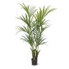 175015-Kentia-palm-165-cm-1