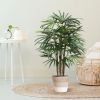 184010-Raphis-Palm-in-Mand-Lissabon-23cm