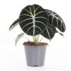 Alocasia Ninja