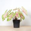 Caladium Seafoam Pink kopen