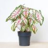 Caladium Tapestry kopen