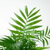 Mexicaanse dwergpalm blad