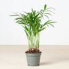 kamerpalm
