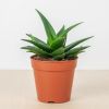 Haworthia west jogo