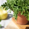 2-Pelargonium-Graveolens-Anti-muggenplant-P12-1024-8 1
