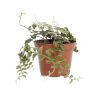 Solanum Evolvulifolium