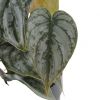 Philodendron Brandtianum blad