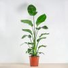 strelitzia witfoto