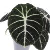 Alocasia Ninja blad