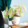 Caladium Seafoam Pink sfeerbeeld