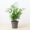 Chamaedorea dwergpalm