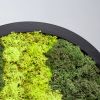 Mosschilderij rond close up