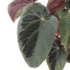 Begonia Burkillii blad