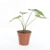 Syngonium Three Kings