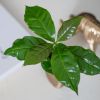 Alocasia Branchifolia Pink Passion blad