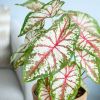 Caladium Tapestry closeup