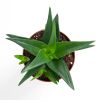 Haworthia west jogo sterplant