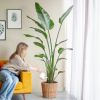strelitzia water geven