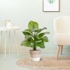 402907-Calathea-Fasciata-in-Terima-Kasih-Lissabon-17cm