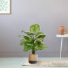 402907-Calathea-Fasciata-in-pot-Parijs-19cm