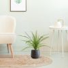 408107PP12-Asplenium-Varen-in-Budapest-17cm-antraciet-sfeer