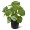408602PP10-Pannenkoek-20-cm-in-pot-1