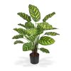 440306 calathea makoyana 60-1