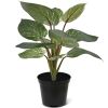 442003PP10-Philodendron-Birkin-30cm-in-10cm-pot-1