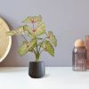 442504PP10-Caladium-in-Budapest-12cm-antraciet