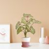 442504PP10-Caladium-in-pot-Zaragoza-14cm-roze