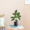 443004PP10-Monstera-Adonsonii-in-Budapest-12cm-antraciet
