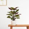 443506-Red-Calathea-Makoyana-in-Oslo-wit-17cm