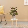 443506-Red-Calathea-Makoyana-in-Terima-Kasih-Lissabon-17cm