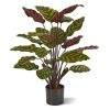 443506 Red Calathea Makoyana 60cm-1